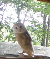 owl