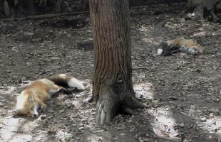 fox