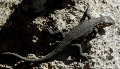 lizard