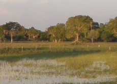 pantanal