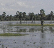 pantanal