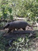 pantanal