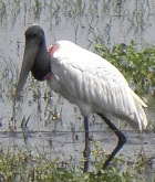 pantanal