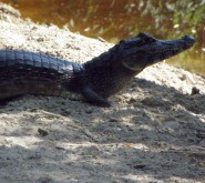 pantanal