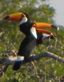 pantanal