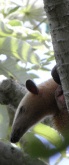 pantanal