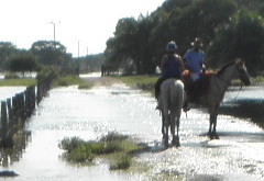 pantanal