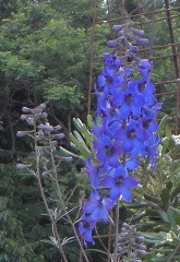 botanical