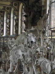 musee