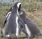 punta arenas