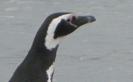 punta arenas