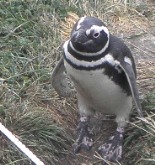punta arenas