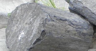 fossil forest