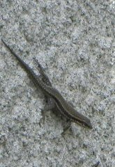 sarrancolin