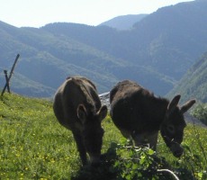 pyrenees