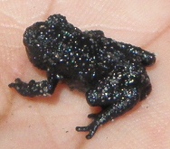 roraima