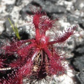 roraima