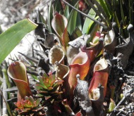 roraima