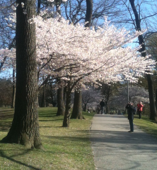 sakura
