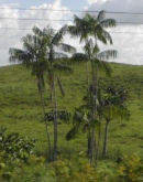 sao luis