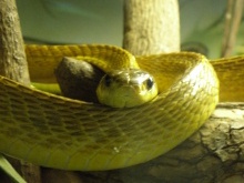 snake