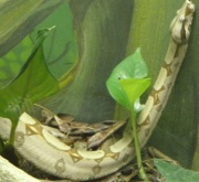 snake