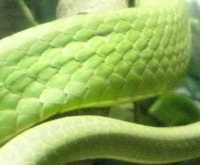 snake