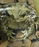 snake