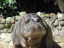 sao paulo zoo