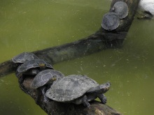 sao paulo zoo