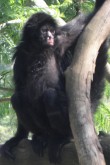 sao paulo zoo