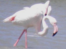 sts maries de la mer