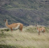torres del paine