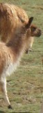 llama
