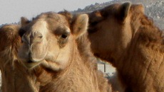 saudiarabia