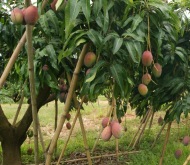 yuba
